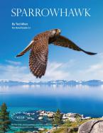 Sparrowhawk 