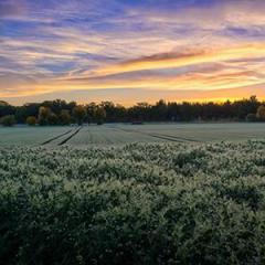 We Plow The Fields And Scatter von Jane M. Campbell (Download) 