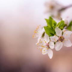 Spring Is Coming von Austin Farwell (Download) 