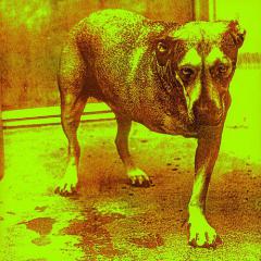 Nothin' Song von Alice In Chains (Download) 
