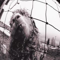 Daughter von Pearl Jam (Download) 
